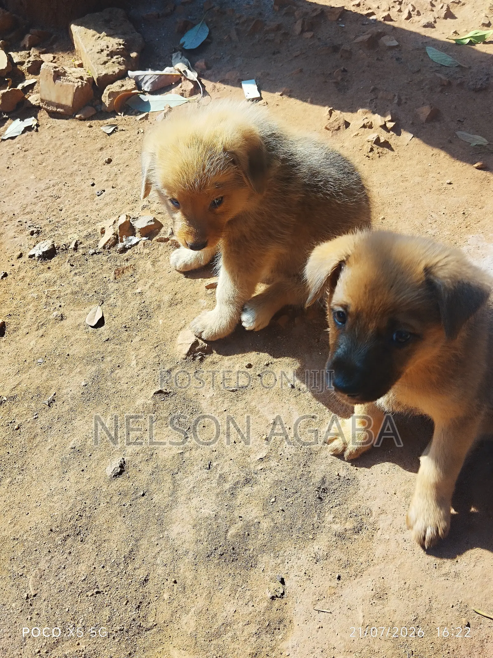 1-3 months Male Purebred German Shepherd
