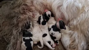 0-1 month Female Mixed Breed Maltese
