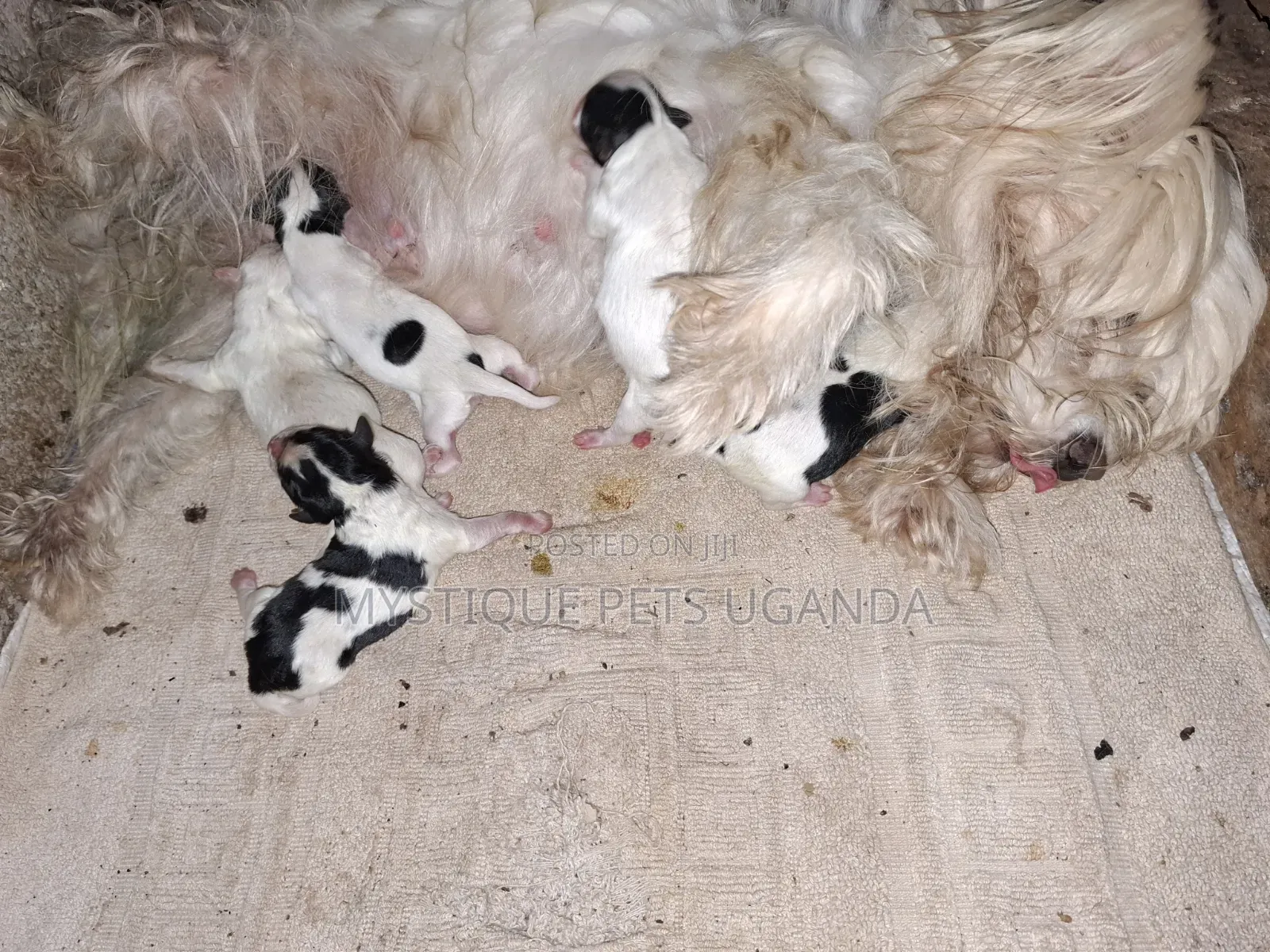 0-1 month Female Mixed Breed Maltese