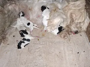 0-1 month Female Mixed Breed Maltese