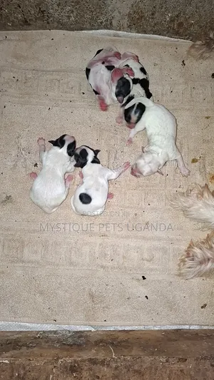 0-1 month Female Mixed Breed Maltese