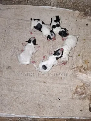 0-1 month Female Mixed Breed Maltese