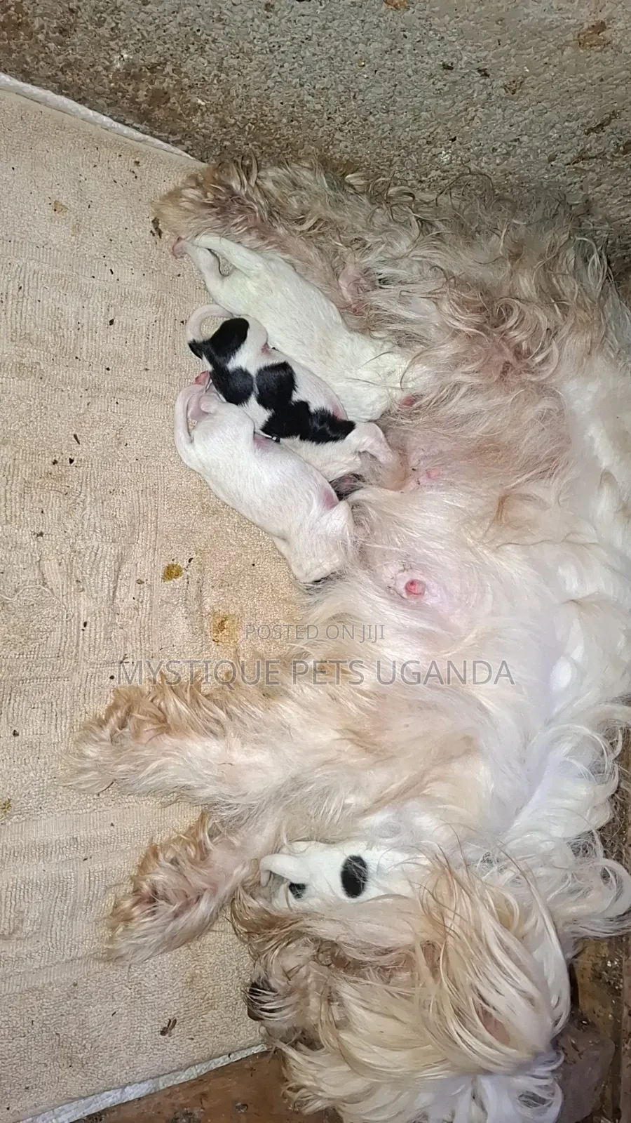 0-1 month Female Mixed Breed Maltese
