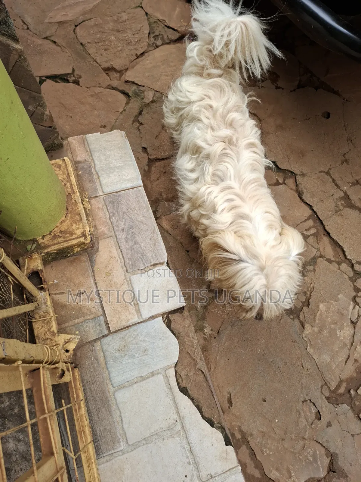 0-1 month Female Mixed Breed Maltese