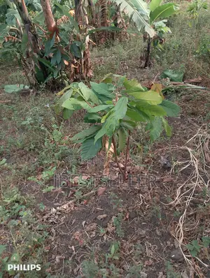 Upcountry Land for Sale in Mpigi