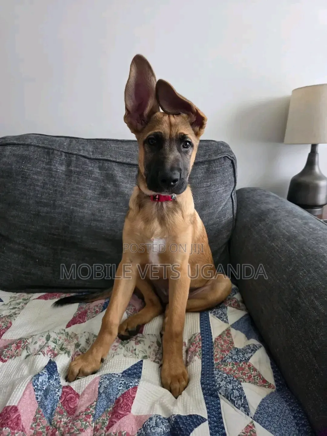 3-6 months Female Purebred German Shepherd