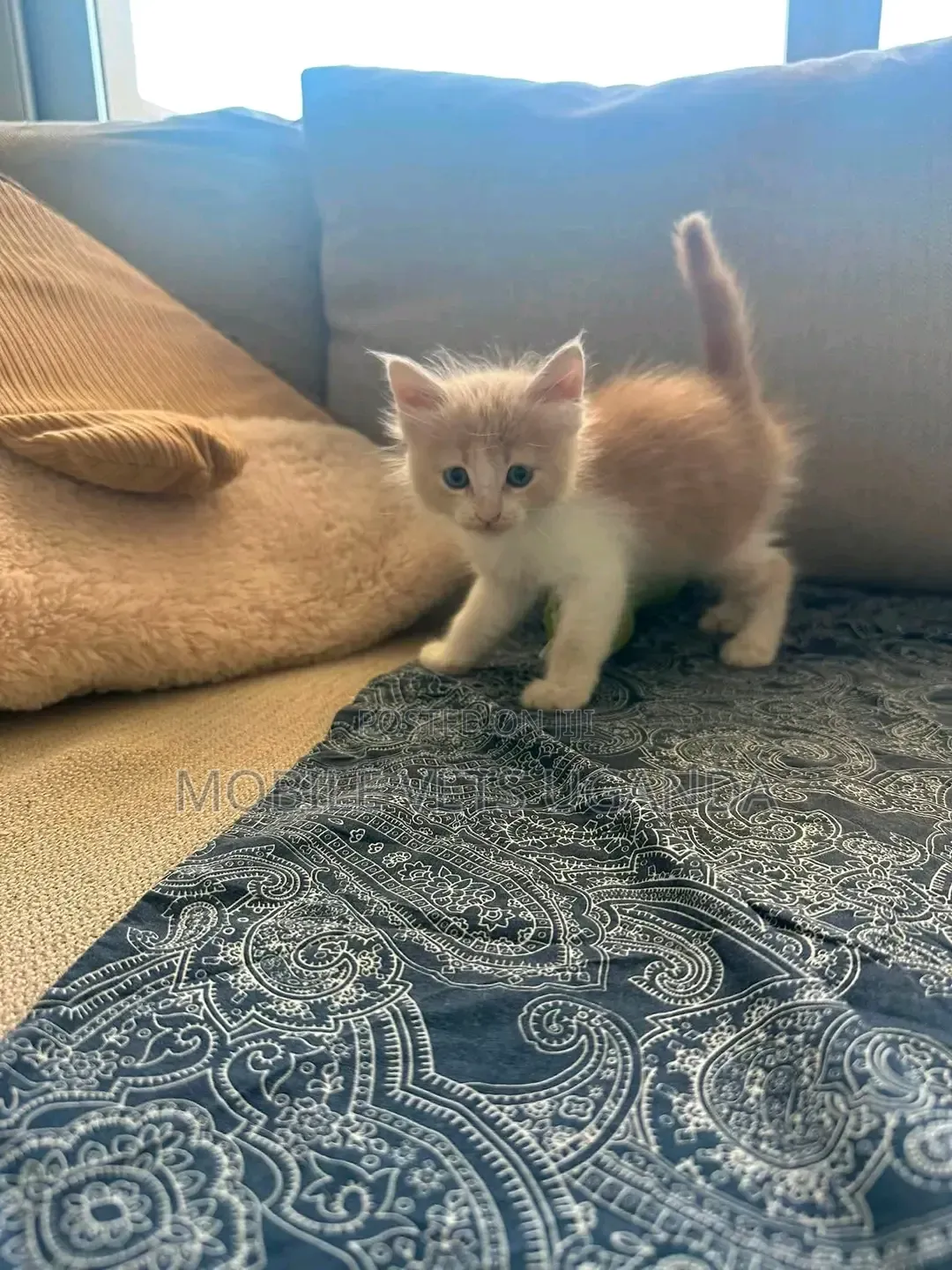 0-1 month Female Purebred Exotic