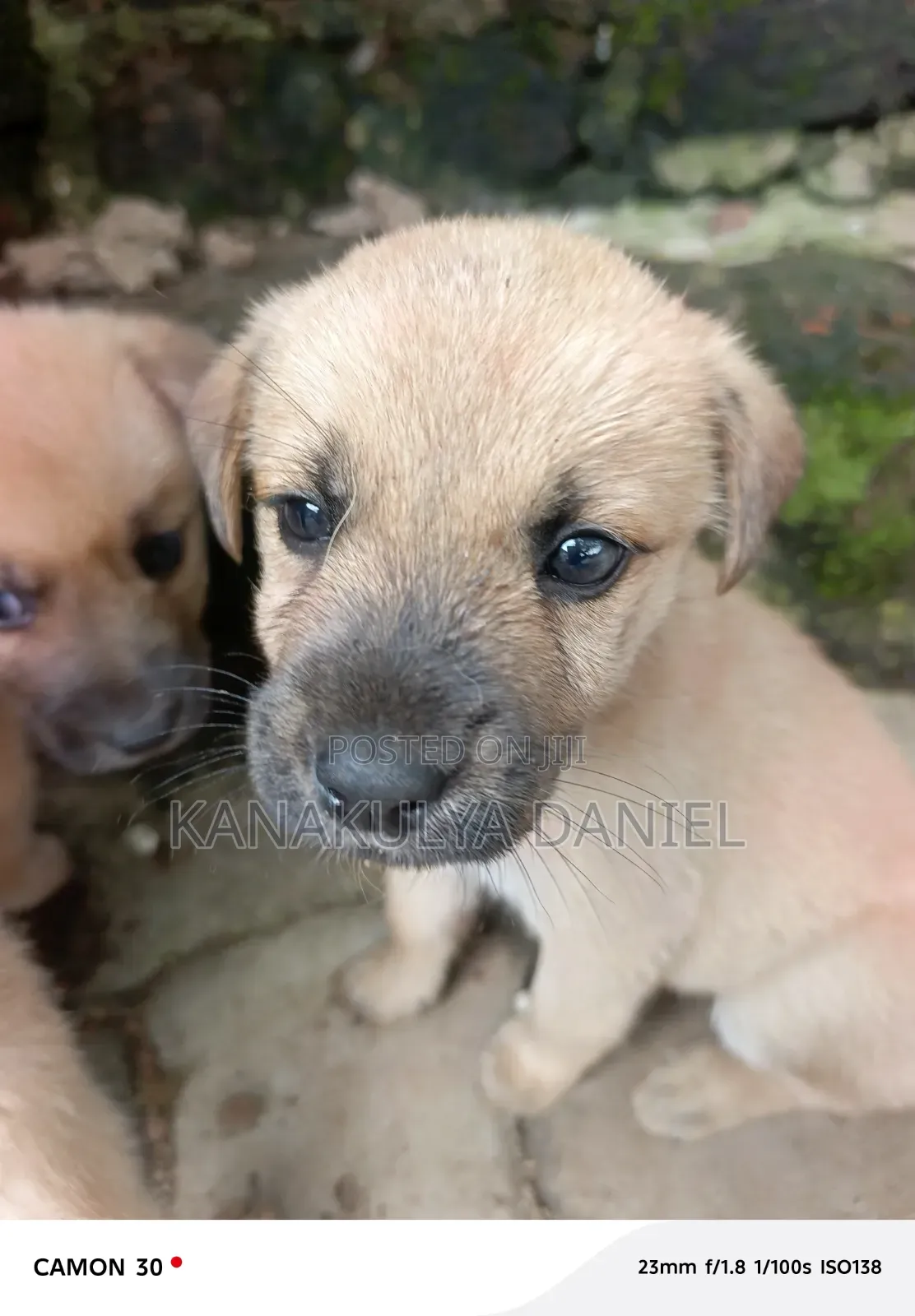 1-3 months Male Mixed Breed German Shepherd