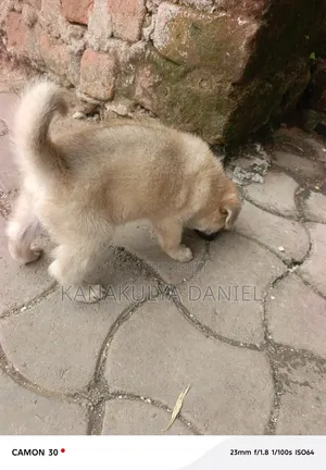 1-3 months Male Mixed Breed German Shepherd