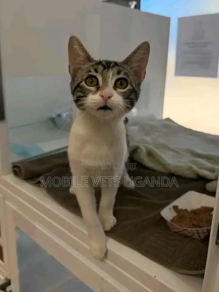 1-3 months Male Purebred Bengal