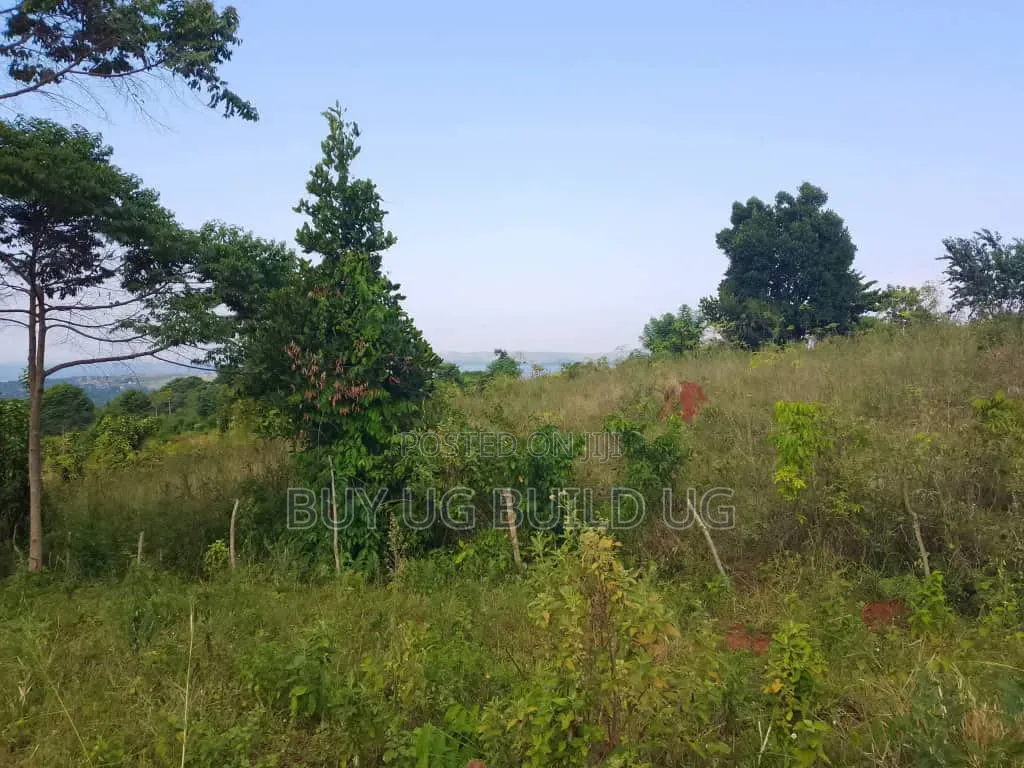 Beautiful 13acres for Sale in Kiyindi_Buikwe at 15million_ugx Per