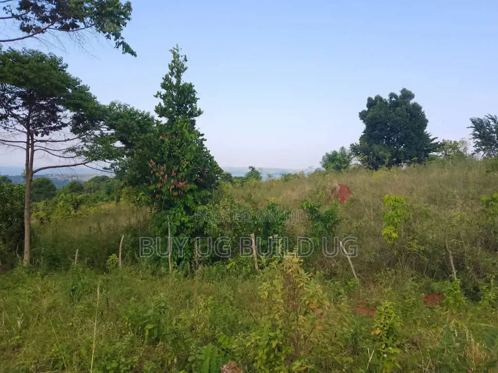Beautiful 13acres for Sale in Kiyindi_Buikwe at 15million_ugx Per