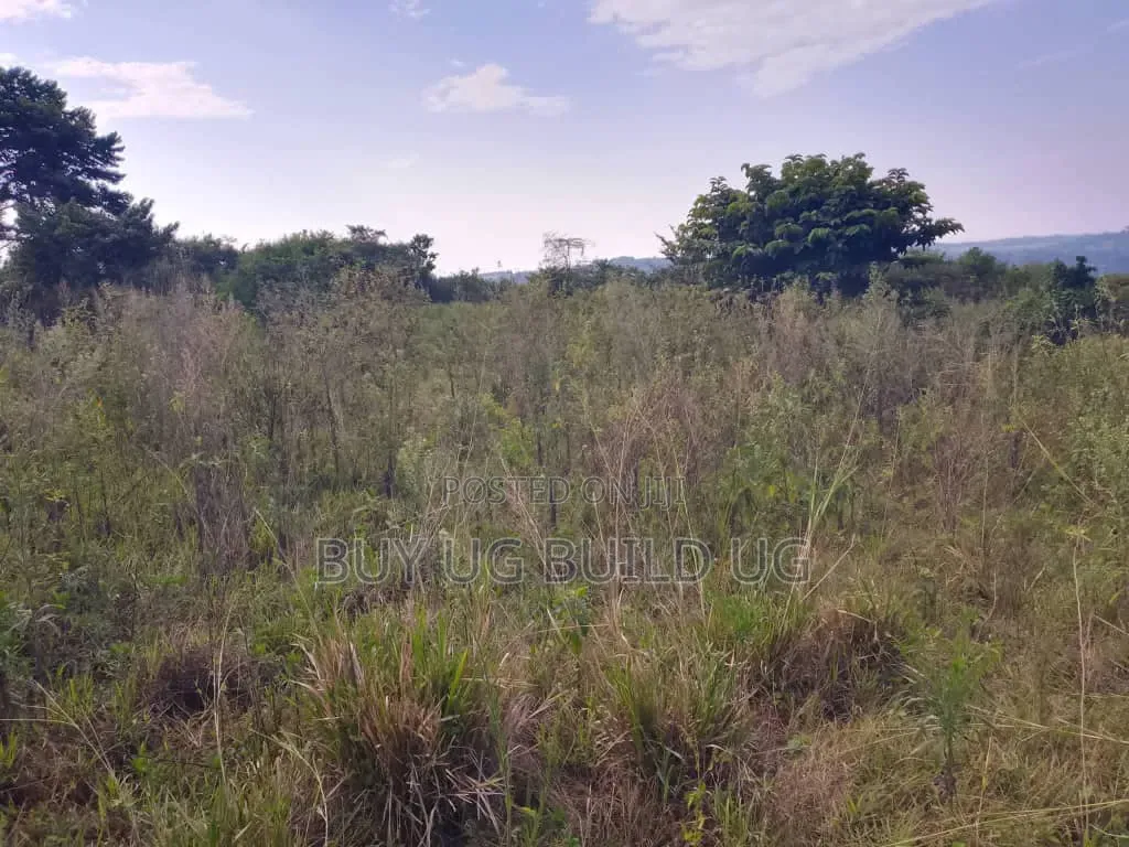 Beautiful 13acres for Sale in Kiyindi_Buikwe at 15million_ugx Per
