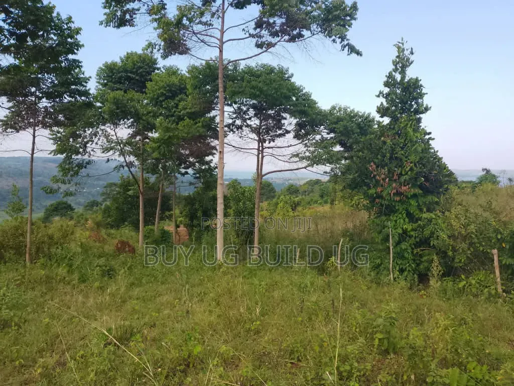 Beautiful 13acres for Sale in Kiyindi_Buikwe at 15million_ugx Per