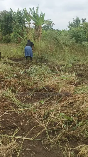 Kibanja Kikandwa Mukono