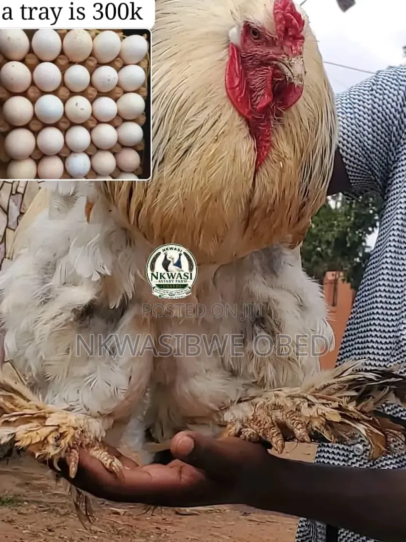 Giant American Brahma Chicken Eggs