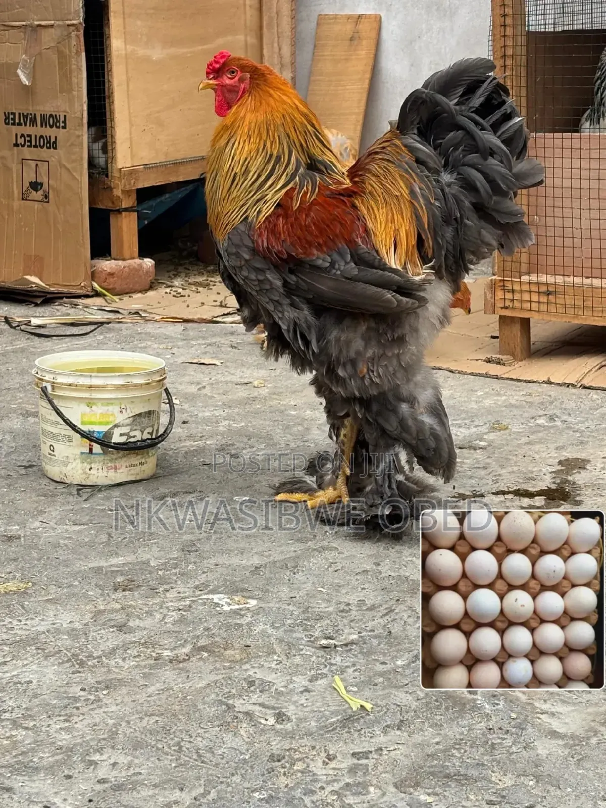 Giant American Brahma Chicken Eggs