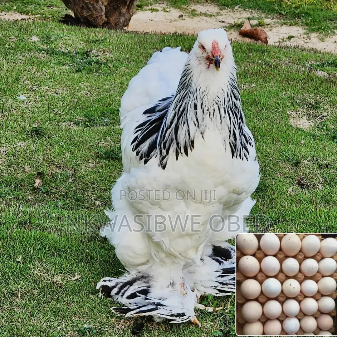 Giant American Brahma Chicken Eggs