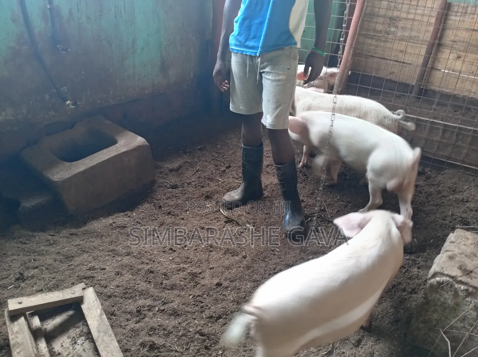 Grower Pigs