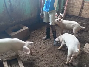Grower Pigs