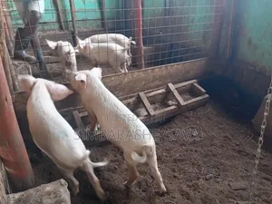 Grower Pigs