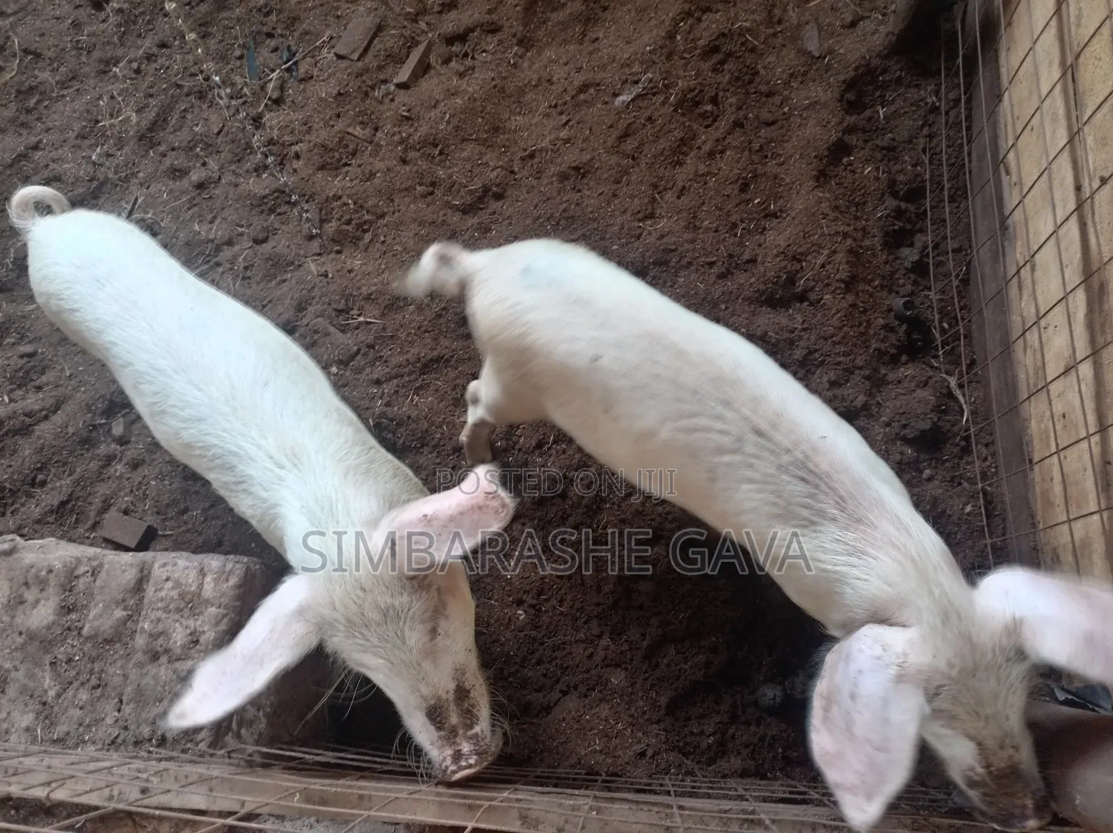 Grower Pigs