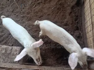 Grower Pigs