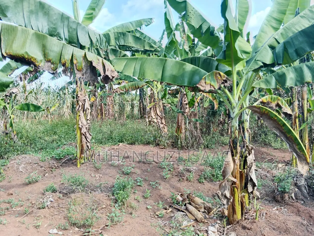 Farm Land for Sale