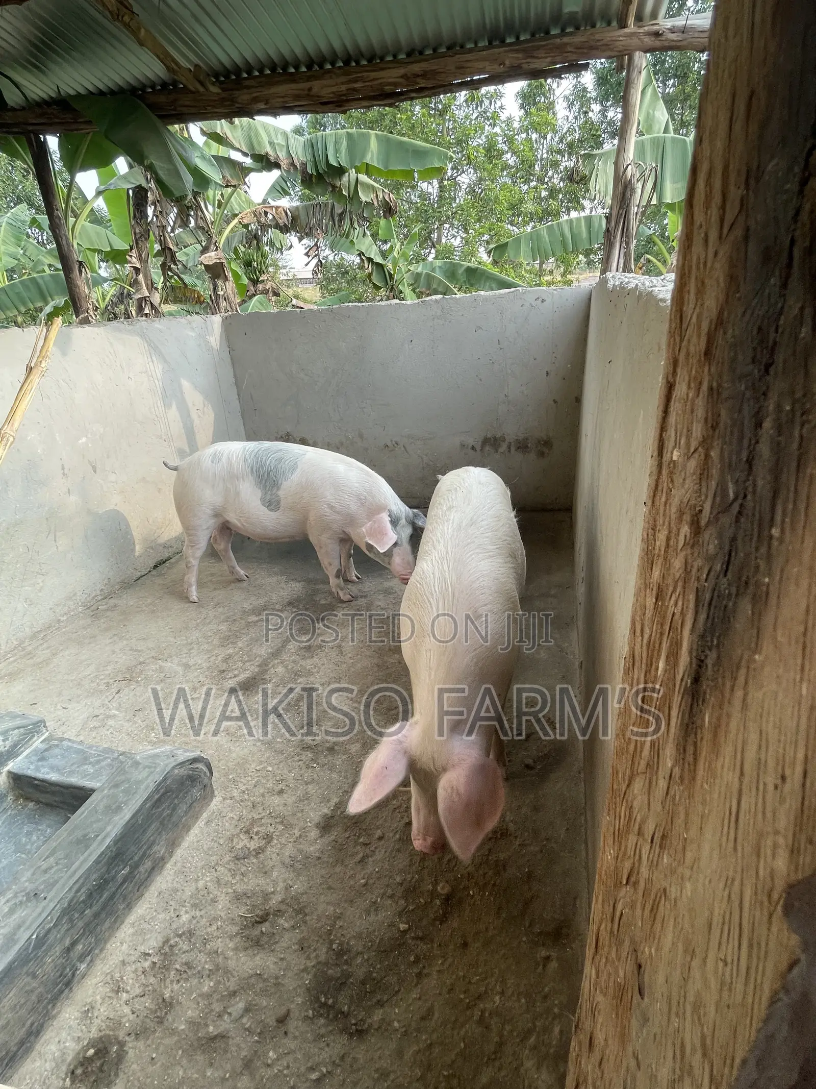 Piggery Farming