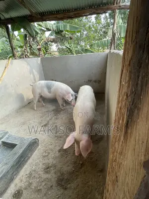 Piggery Farming