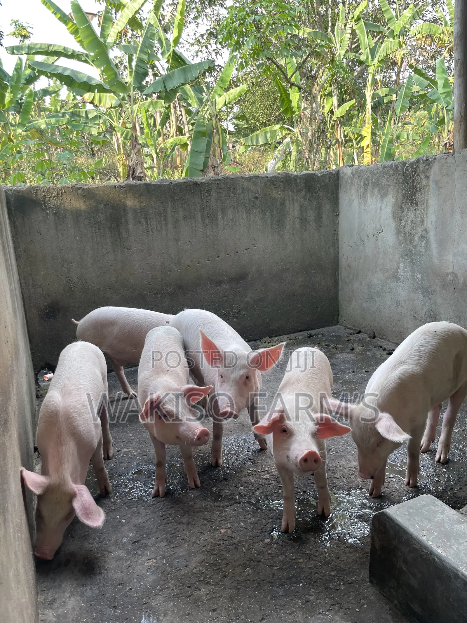 Piggery Farming