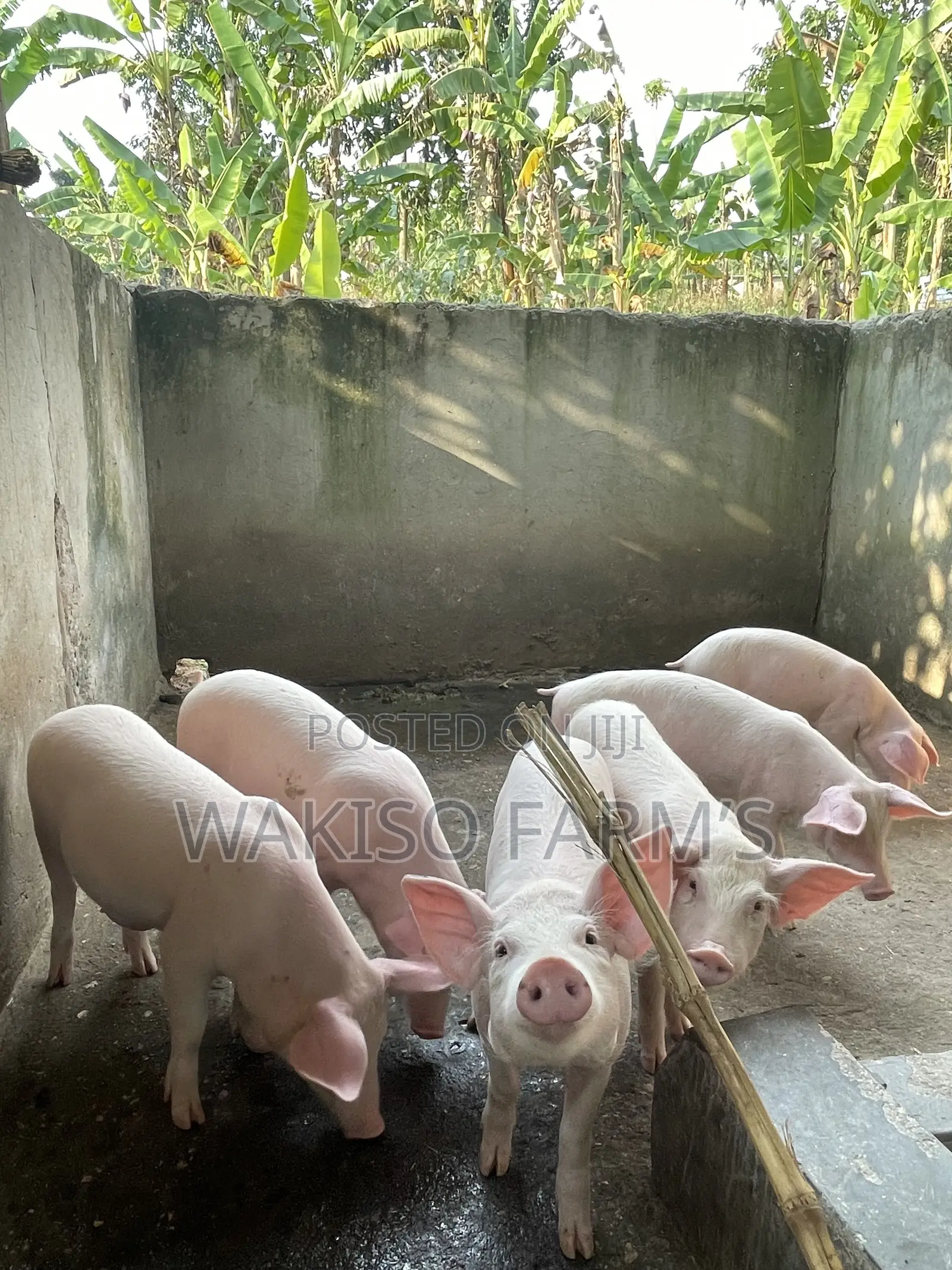 Piggery Farming