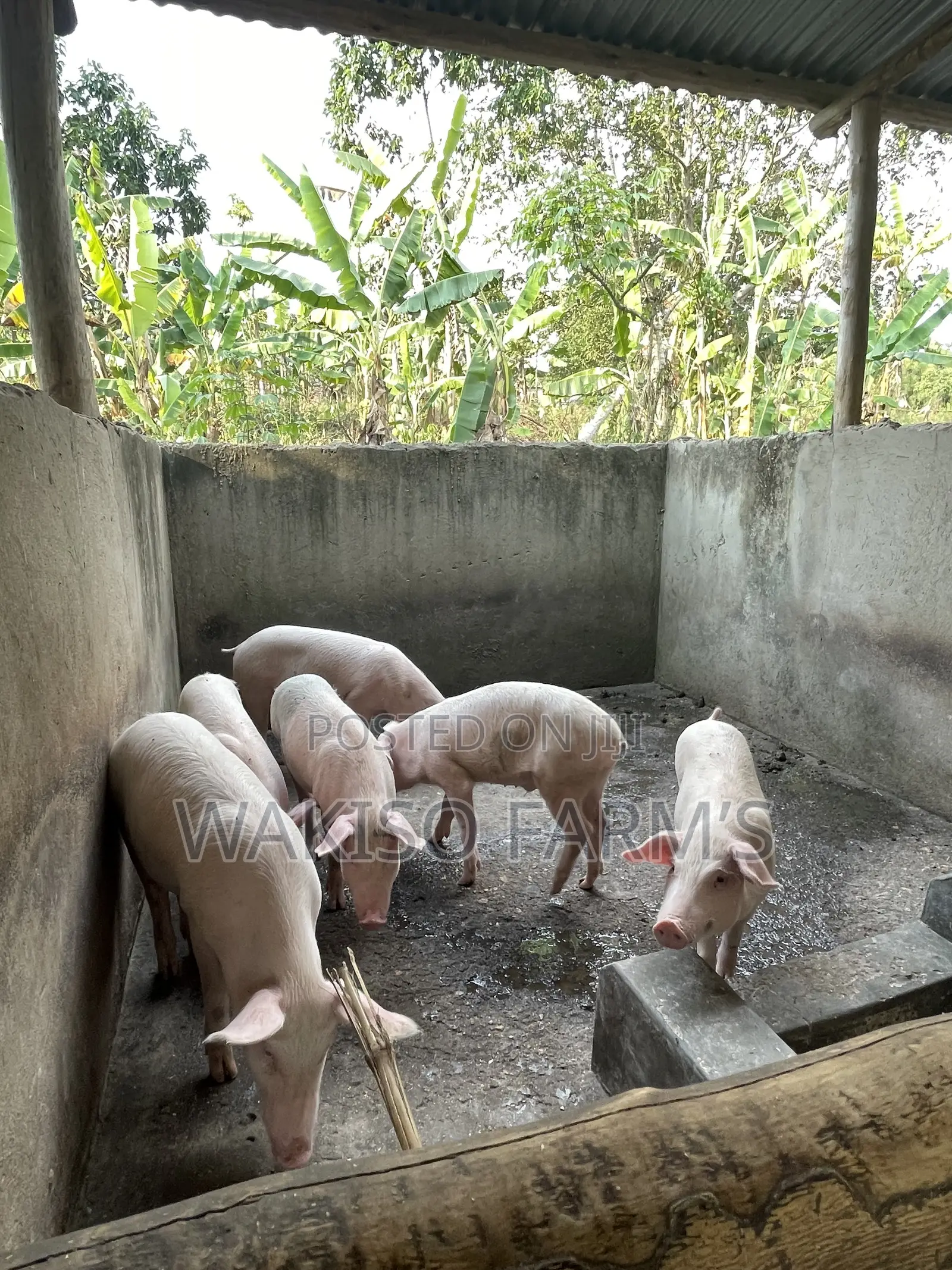 Piggery Farming