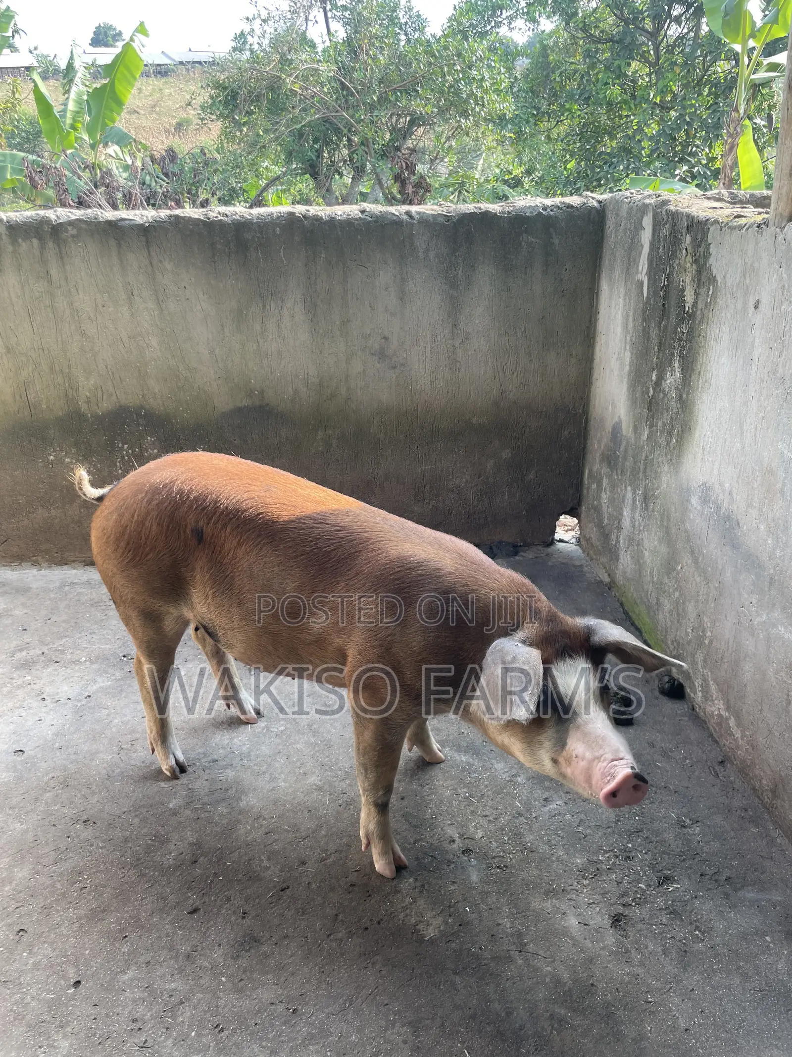 Piggery Farming
