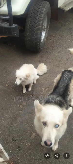 1+ year Male Purebred Japanese Spitz
