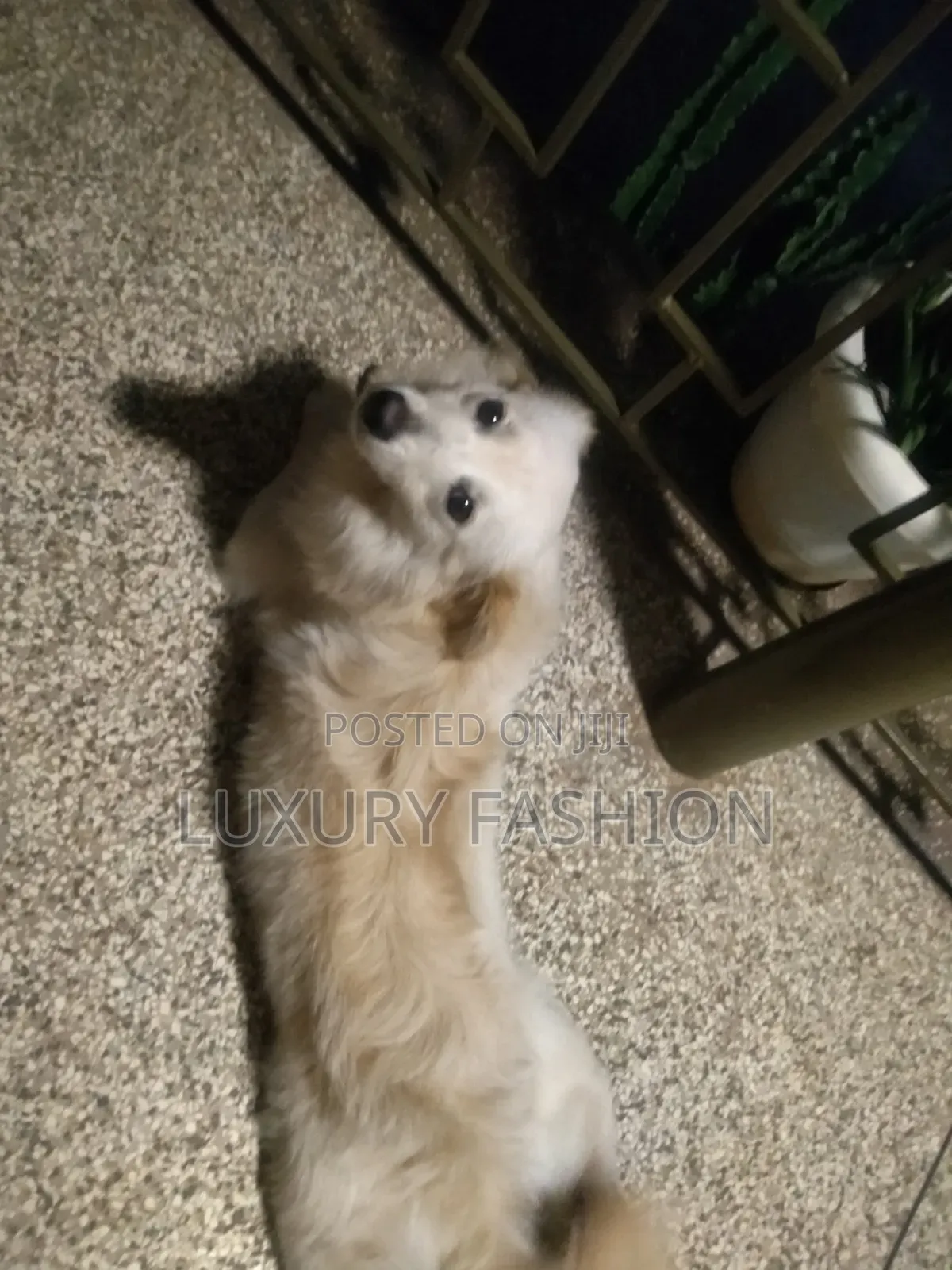 1+ year Male Purebred Japanese Spitz