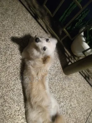 1+ year Male Purebred Japanese Spitz