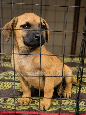 1-3 months Female Purebred Boerboel