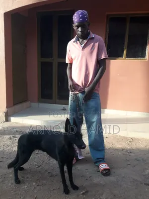 3-6 months Female Purebred German Shepherd