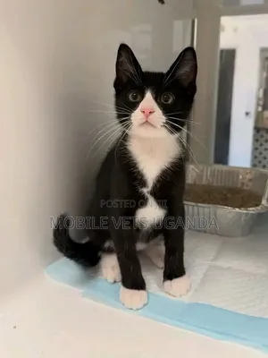 3-6 months Male Purebred Balinese