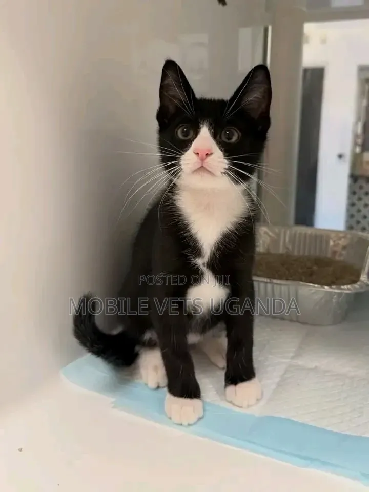 3-6 months Male Purebred Balinese