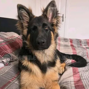 3-6 months Female Purebred German Shepherd