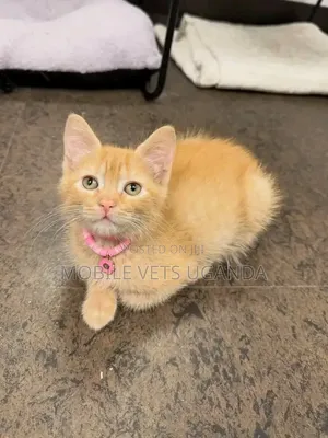 0-1 month Female Purebred Exotic