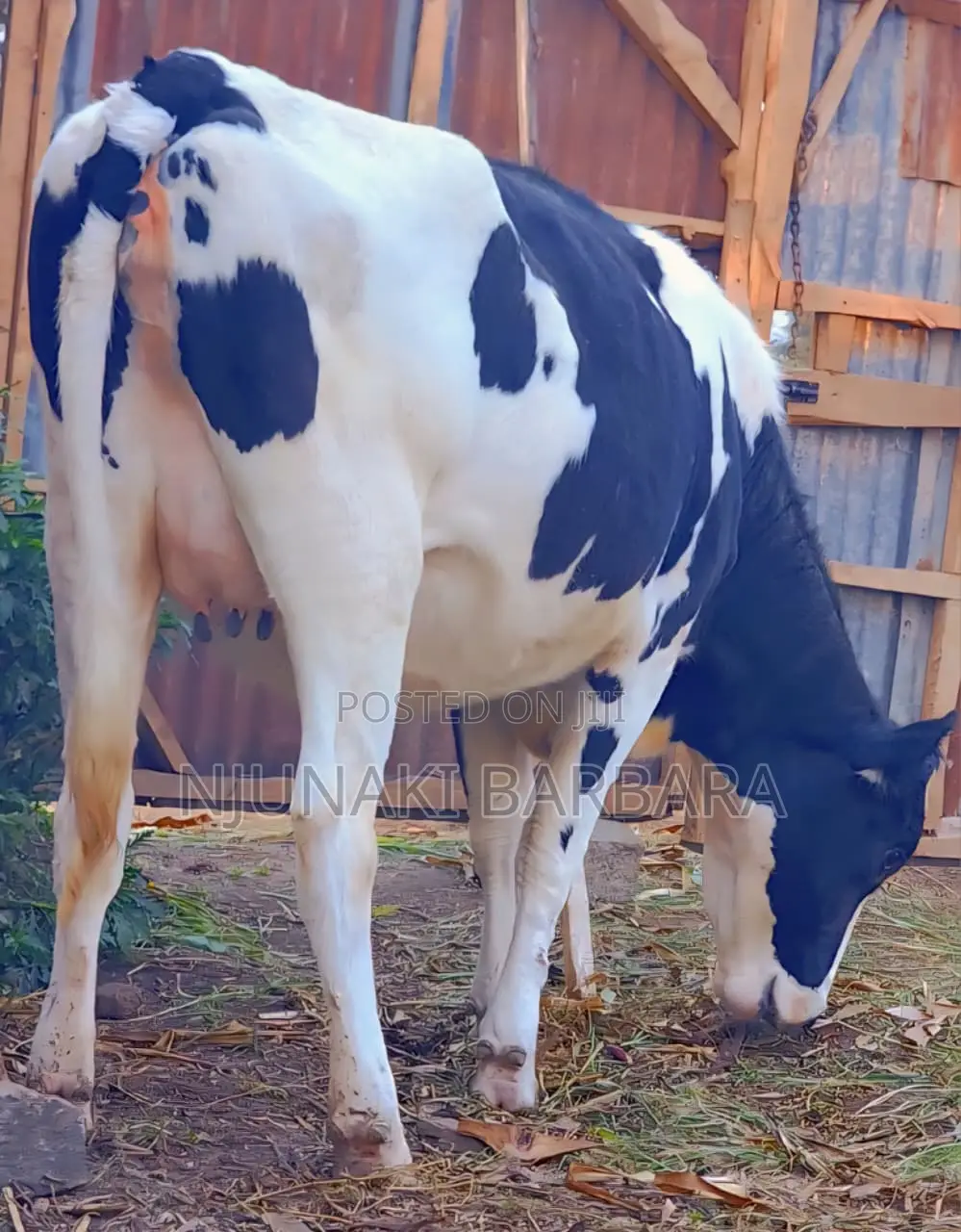 All Dairy Breeds