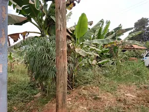 50 by 100 FTS Plot in Matuga Town Near Tarmac Road on Sale.