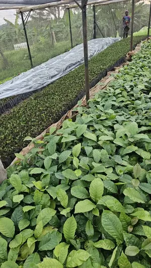 Potting Bags