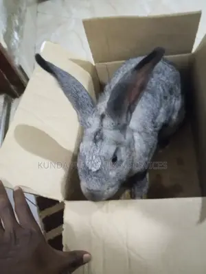 Giant Rabbit ( Purebred)