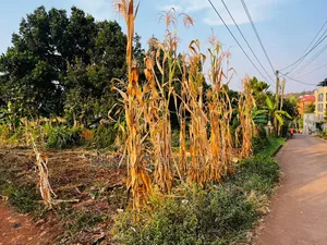 Quick Sale  27 Decimals for Sale in Kira Nakwero at 110m