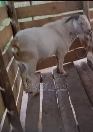 High Percentage Savannah Buck for Sale