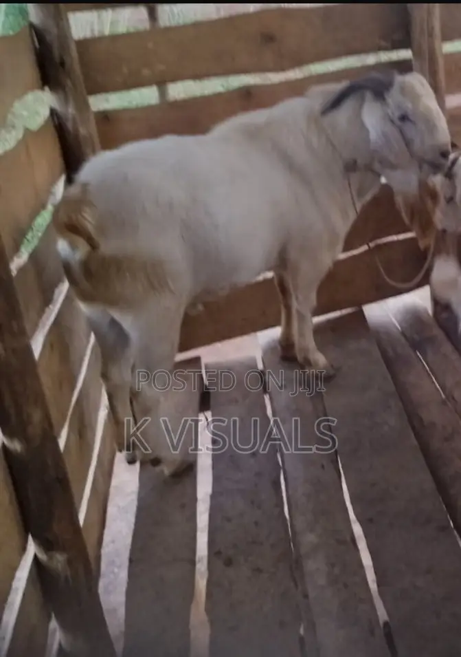 High Percentage Savannah Buck for Sale